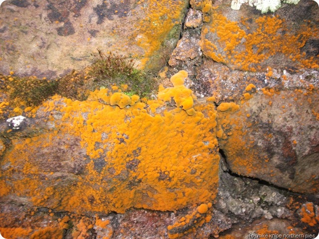orange coloured lichen