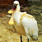 Eurasian Spoonbill