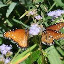 Queen Butterflies