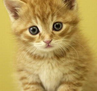 画像をダウンロード 猫 かわいい 壁紙 全国の画像のコレクション