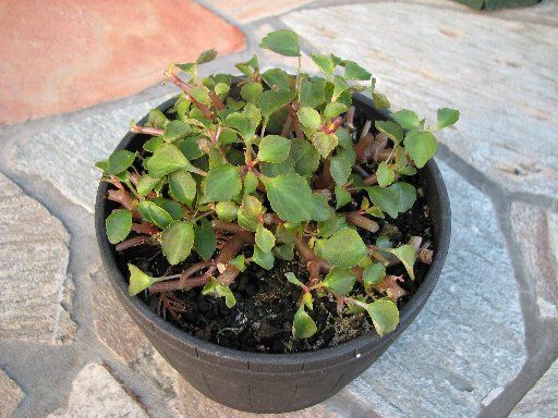 カリフォルニアローズ フィエスタ そろそろ限界か てきとう園芸日記 楽天ブログ