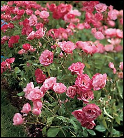 pink simlicity hedge rose