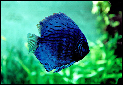 BM10- blue fish2