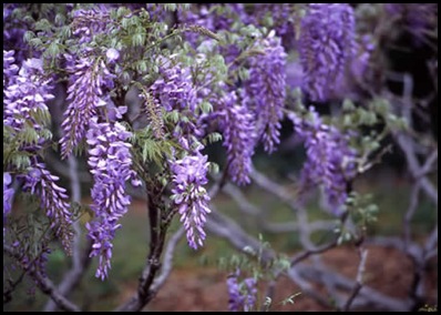 wisteria