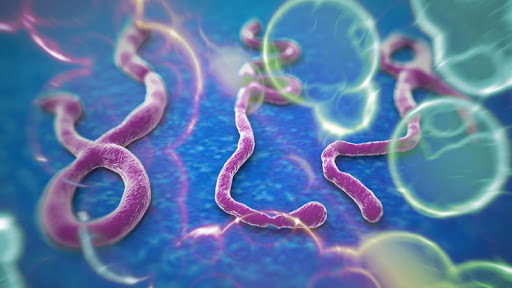 Facts on Ebola Virus