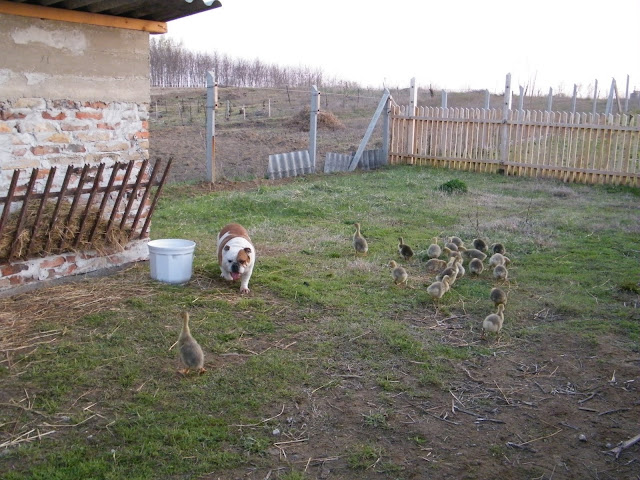 2010%20m%C3%A1rcius%20%C3%A1prilis%20672.jpg