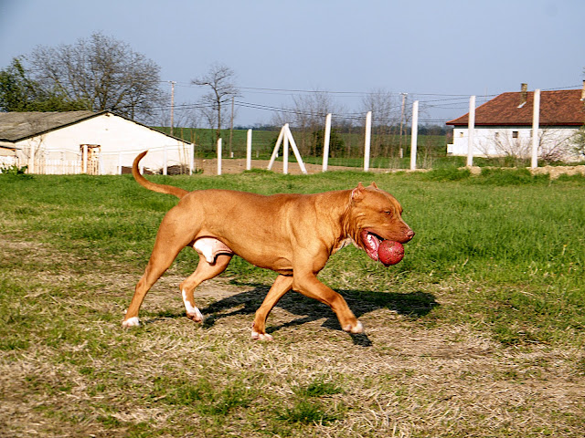 2010%20m%C3%A1rcius%20%C3%A1prilis%20749.jpg