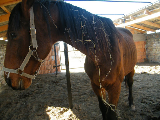 Lovak%20007.jpg