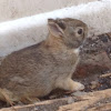 Eastern cottontail bunnies