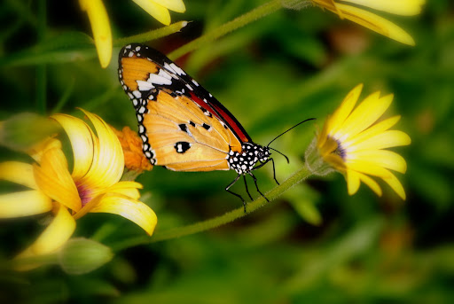 Comment Image