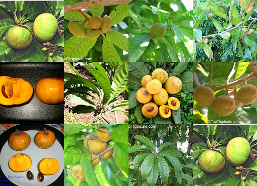 rare fruit trees - TROPICAL LOOKING PLANTS - Other Than Palms - PalmTalk