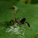 Leaf-footed Bug (nymph)