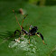Leaf-footed Bug (nymph)