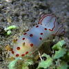 Gymnodoris Nudibranch