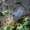 Gymnodoris Nudibranch