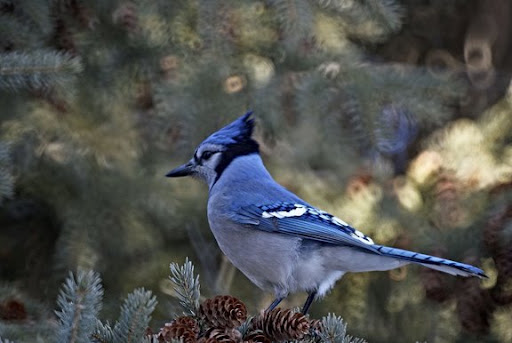 bluejay.jpg