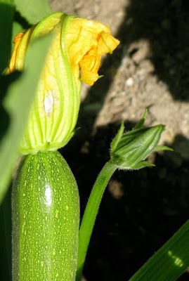 Zucchini Flower - Photo Courtesy of Renee Fones