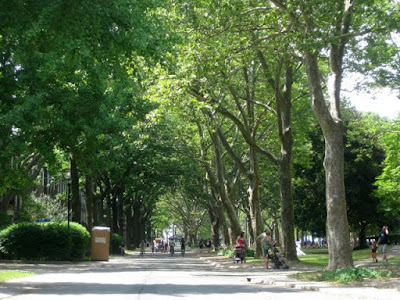 Tree-lined street on Governors Island - Photo by Taste As You Go