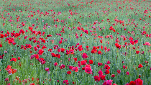 Red+Poppies,+Yonne,+France.jpg