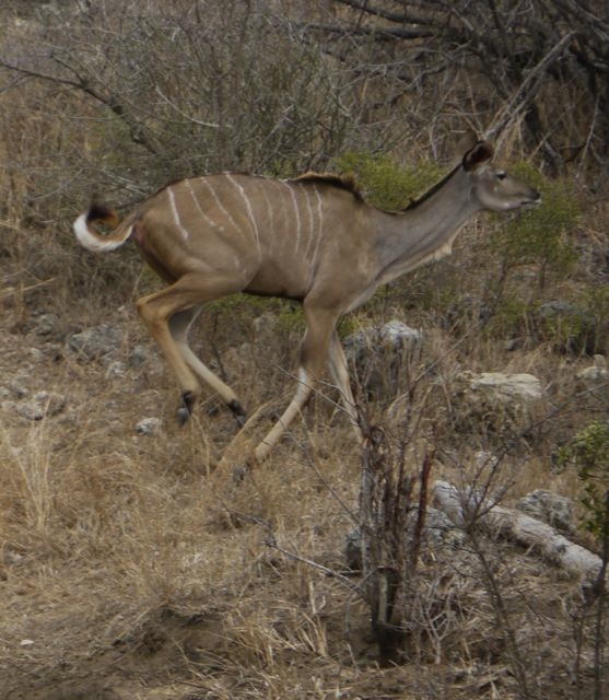 Ian-RTW: Safari Porn