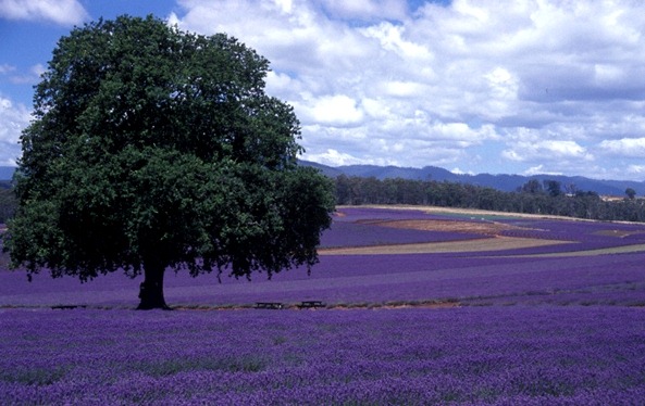 [Lavender-Farm-5[5].jpg]