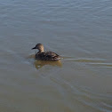 Mallard Duck -Female