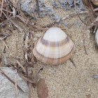 Rayed trough shell (Μικρή γυαλιστερή)