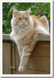 ginger maine coon