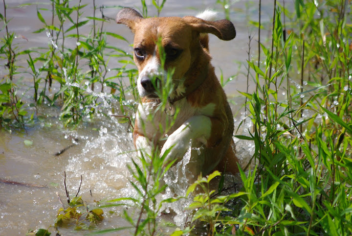 IMGP0987.JPG