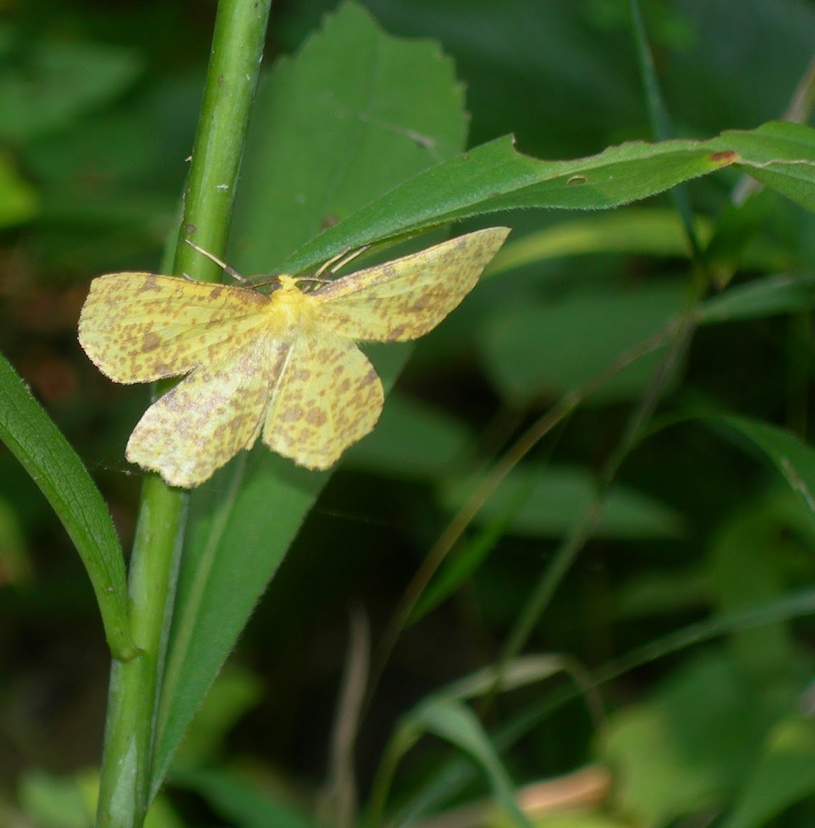 False Crocus Geometer moth