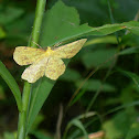 False Crocus Geometer moth