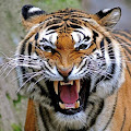 Tigers wallpaper Apk