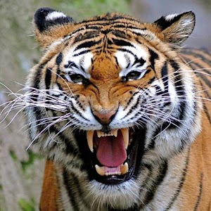 Tigers wallpaper.apk 2.0.6