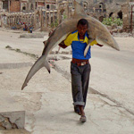 A man carries a shark through the streets of Mogadishu September 23, 2010.  REUTERS/Feisal Omar (SOMALIA - Tags: SOCIETY CITYSCAPE IMAGES OF THE DAY)ㄡ䄇≑ᐲ煡䊁㌣ᖑ励㑢