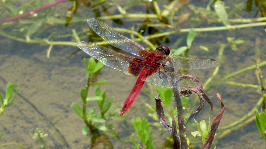 dragonfly in red color