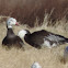 Snow Geese      dark morph/ blue goose