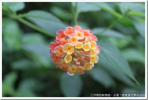 Tainan_Park_flower18