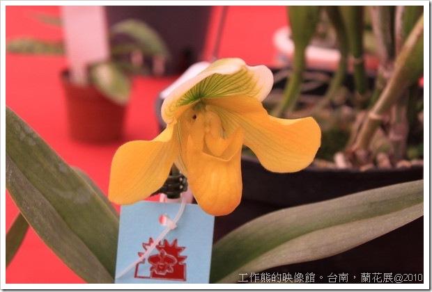 Tainan_orchid06
