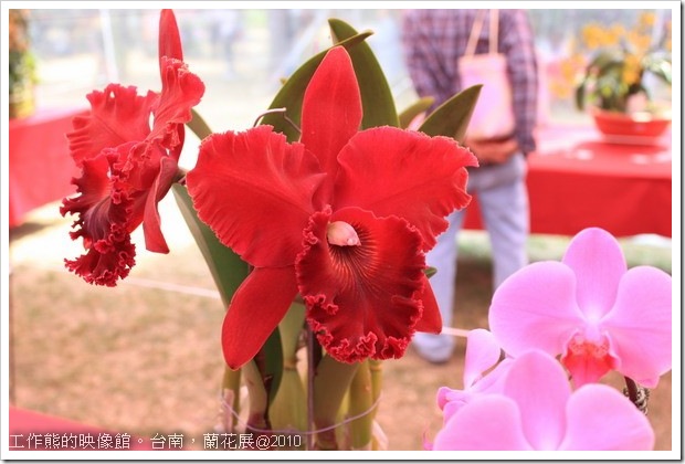Tainan_orchid18