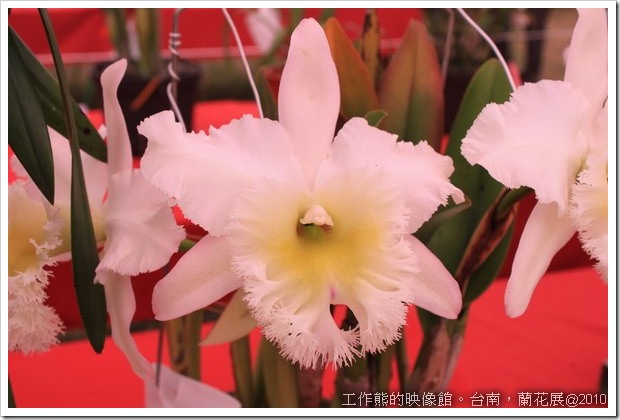 Tainan_orchid20
