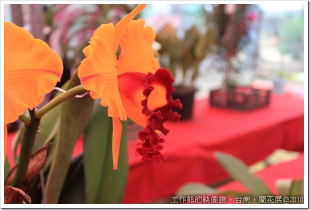 Tainan_orchid22