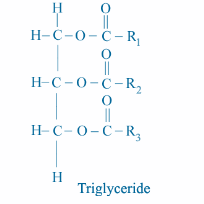 Triglyceride01
