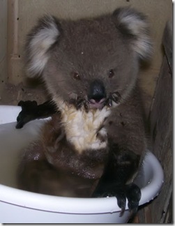 Australia_koala_hot03