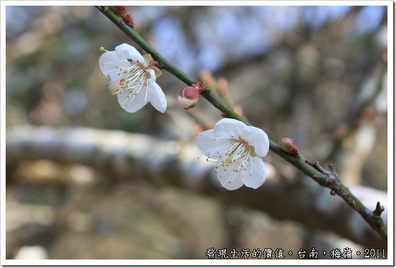 plum_blossom12