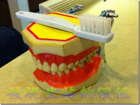 牙齒模型 示範如何刷牙
