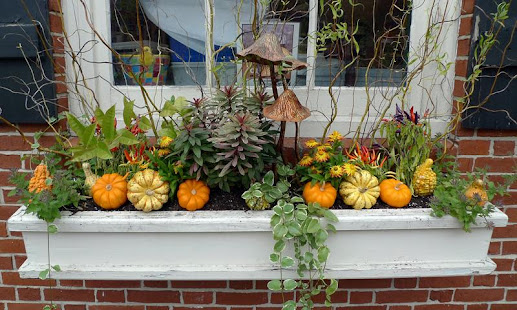 Small Garden Ideas(圖5)-速報App