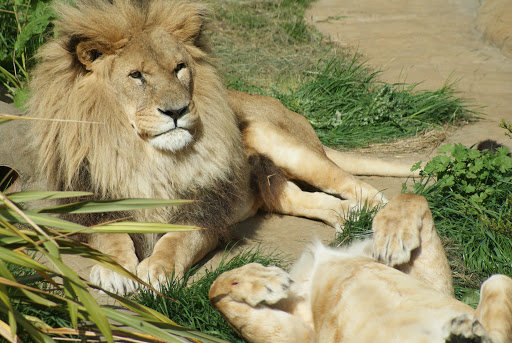 image: DSC00057+-+Lion+Sunbathing