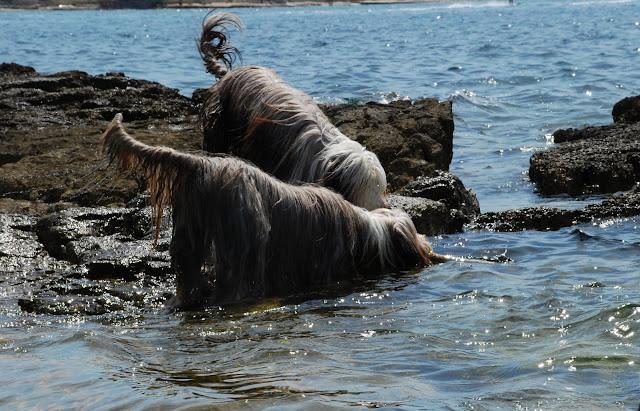 DSC_0355.JPG