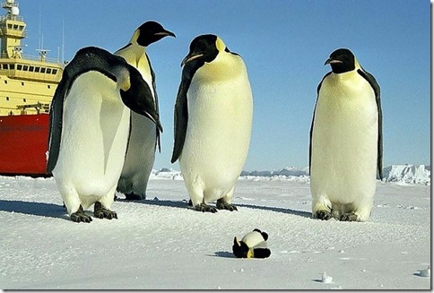 企鵝-[趣味圖片] 這是誰家的小孩啊？好可憐！都凍僵了！