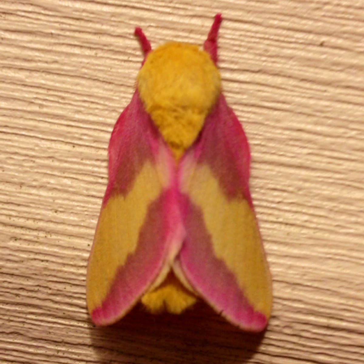 Rosy Maple Moth